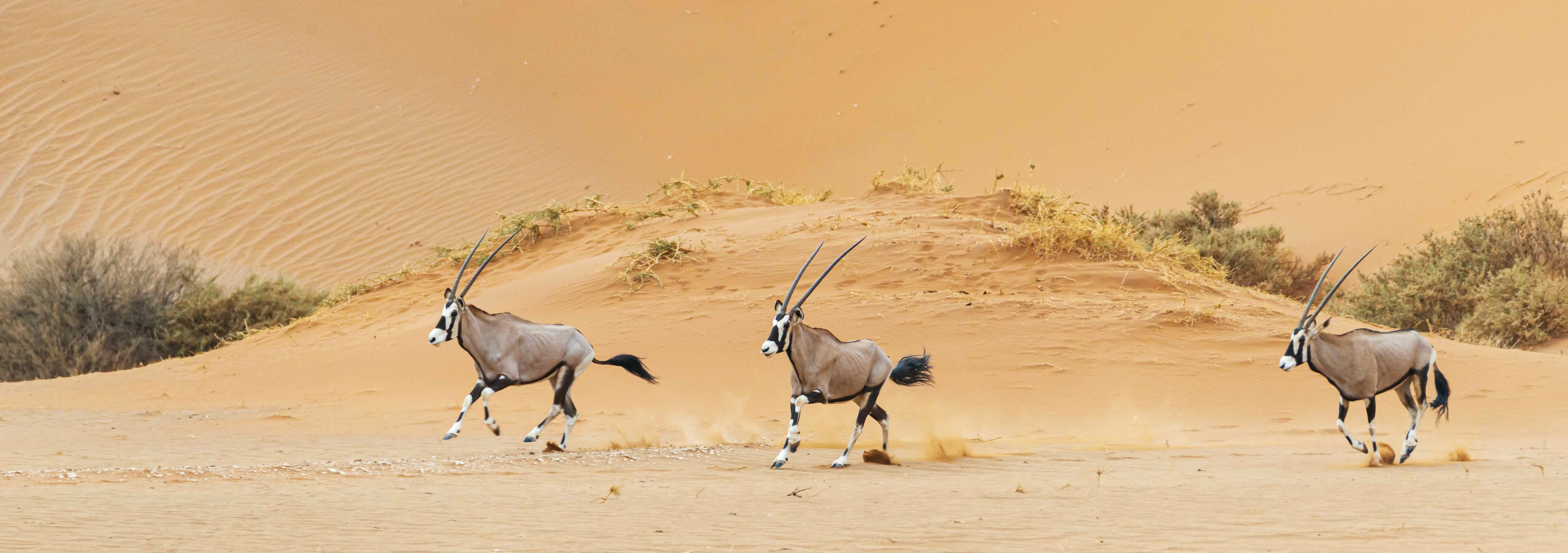 Oryxes in the wild
